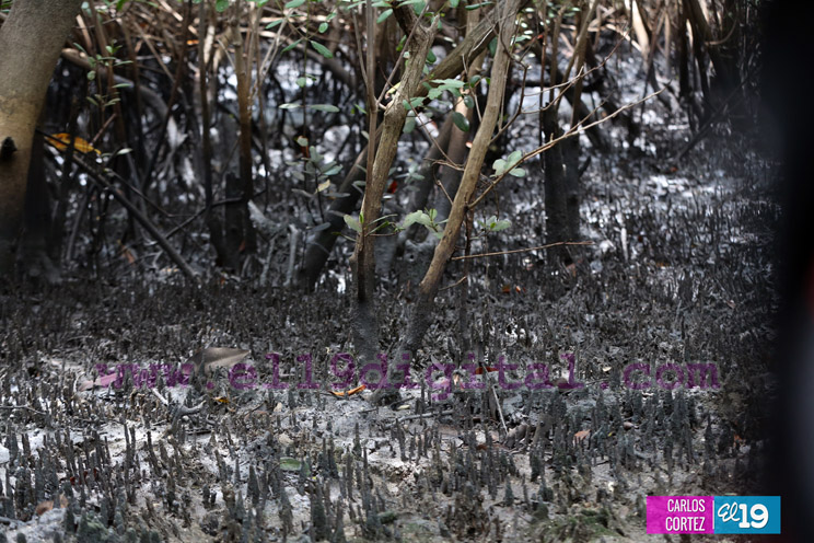 Jóvenes ambientalistas brindan amor a la Madre Naturaleza con jornada de limpieza en Puerto Sandino