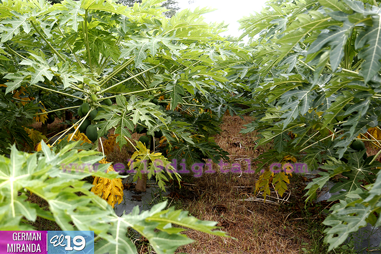 Buen invierno ayuda a disminuir costos de producci&oacute;n en fincas de Nagarote