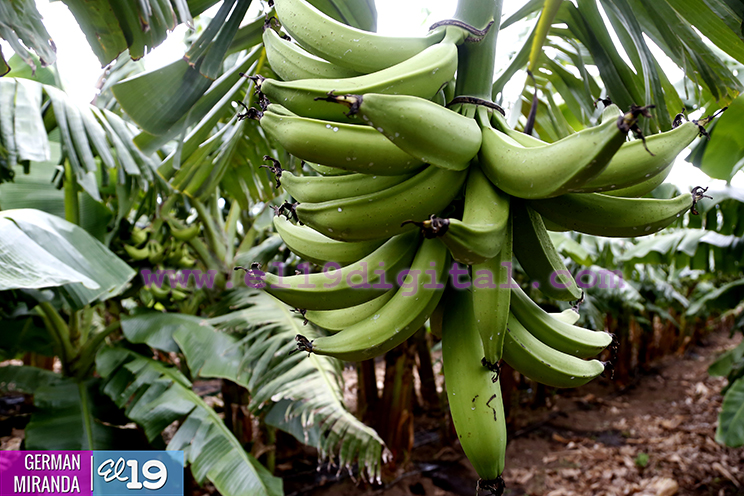 Buen invierno ayuda a disminuir costos de producci&oacute;n en fincas de Nagarote