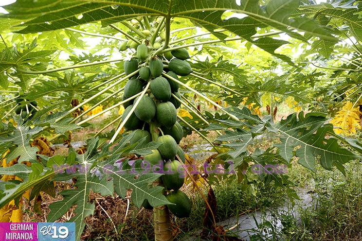Buen invierno ayuda a disminuir costos de producci&oacute;n en fincas de Nagarote