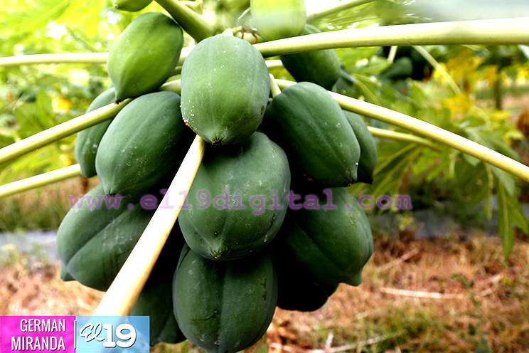 Buen invierno ayuda a disminuir costos de producci&oacute;n en fincas de Nagarote