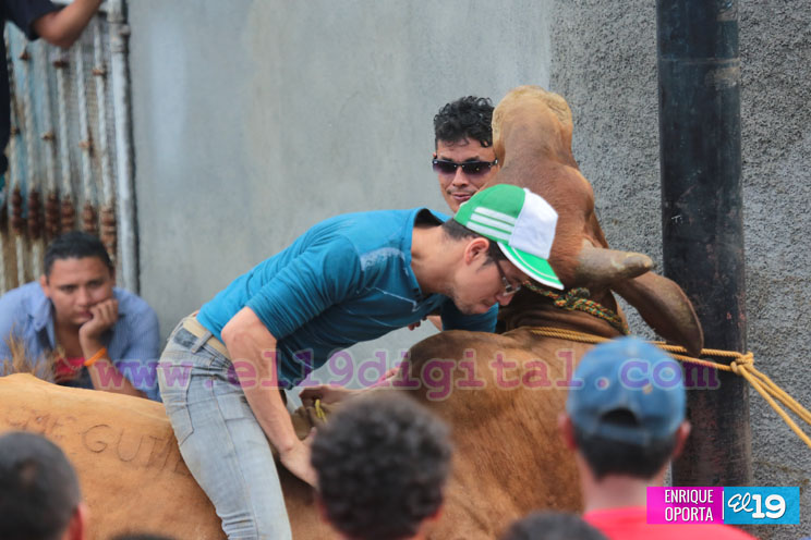 Tope de toro y vacas culonas promueven las tradiciones agostinas