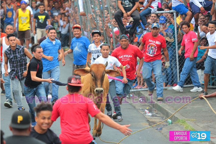Tope de toro y vacas culonas promueven las tradiciones agostinas