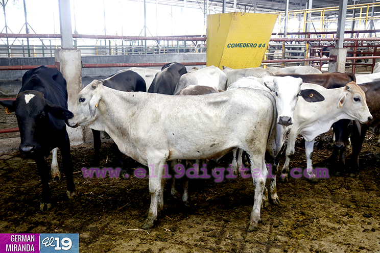 Proyecto de producción de terneros enfocado en producir carne de calidad