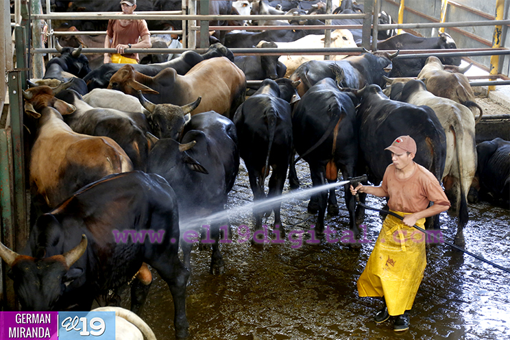 Proyecto de producción de terneros enfocado en producir carne de calidad
