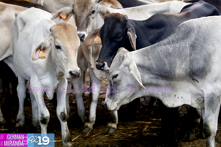 Proyecto de producción de terneros enfocado en producir carne de calidad