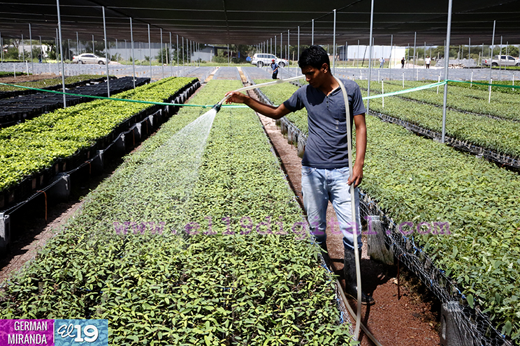 Nicaragua inicia producci&oacute;n masiva de plantas de caf&eacute; a trav&eacute;s de nuevas tecnolog&iacute;as