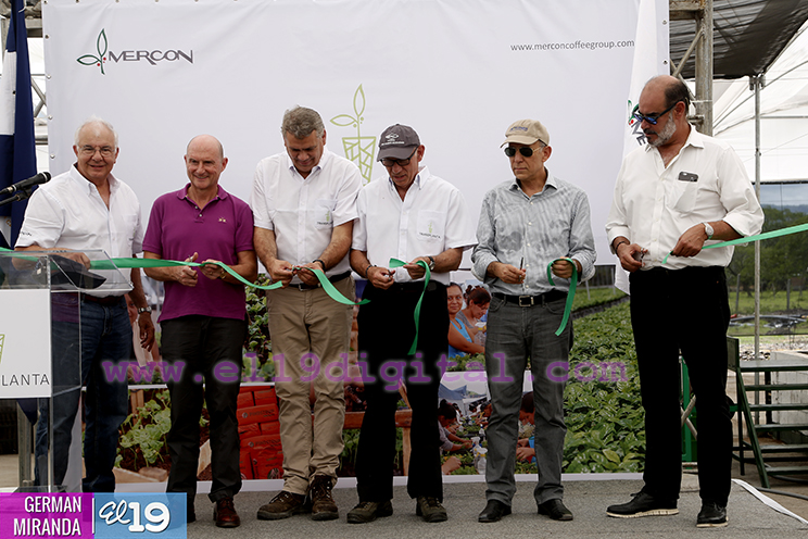 Nicaragua inicia producci&oacute;n masiva de plantas de caf&eacute; a trav&eacute;s de nuevas tecnolog&iacute;as