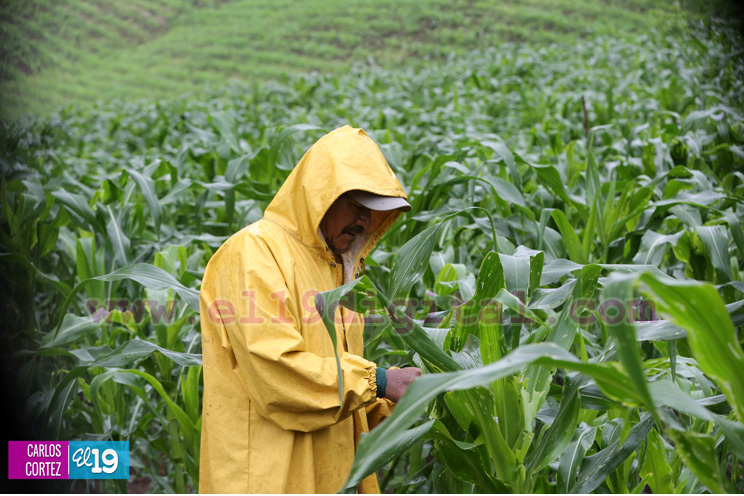 Pequeños productores de granos básicos positivos con inicio normal del invierno