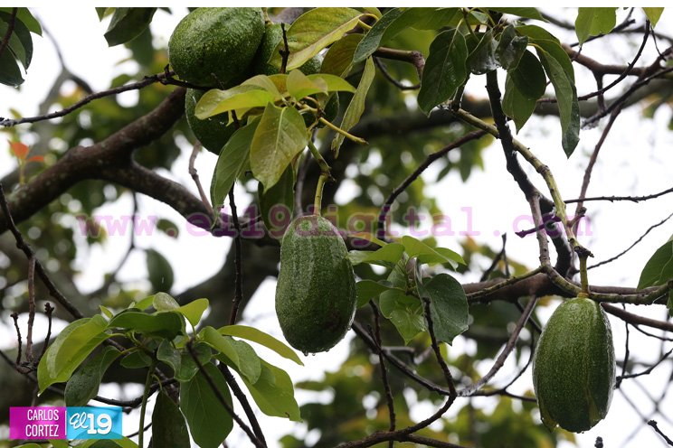 Pequeños productores de granos básicos positivos con inicio normal del invierno