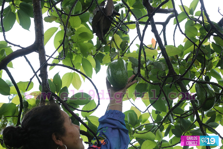 Pequeños productores de granos básicos positivos con inicio normal del invierno