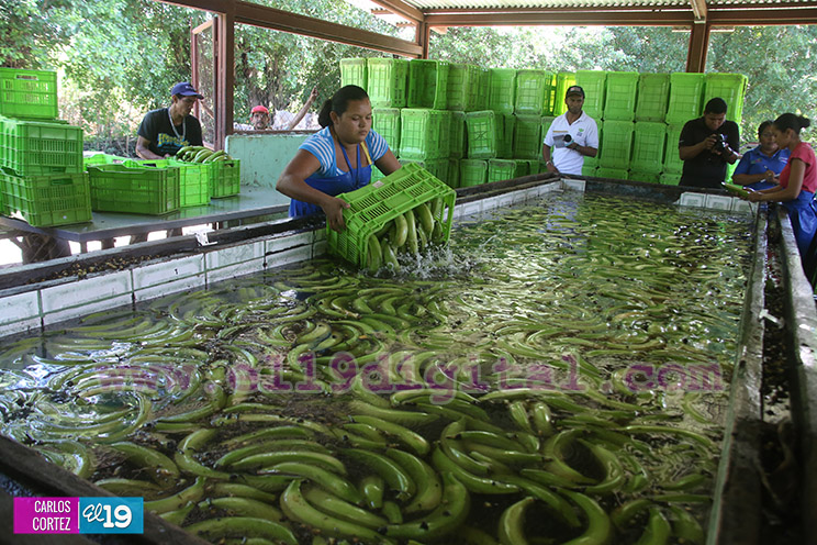 Productores Plátano