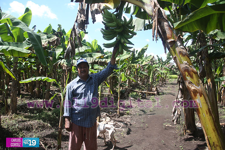 Productores Plátano
