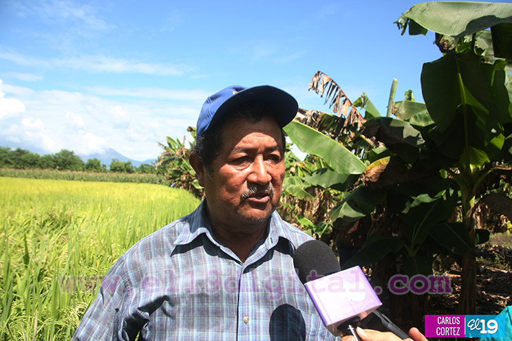 Productores Plátano
