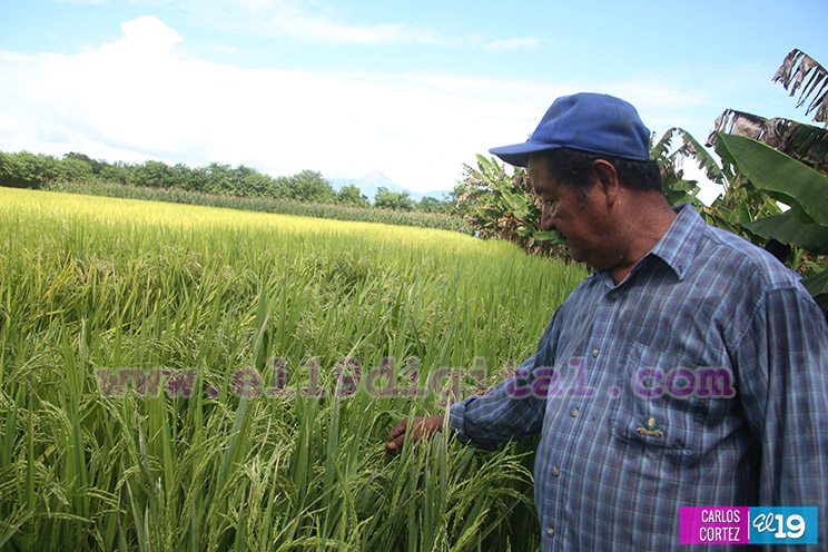 Productores Plátano