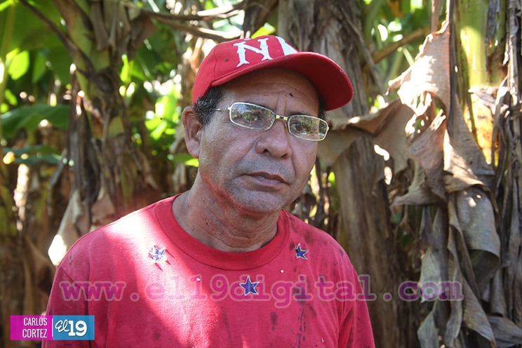 Productores Plátano