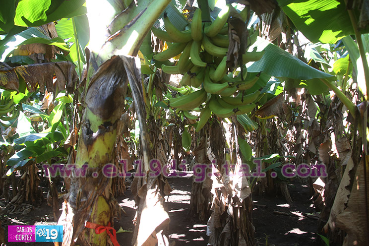 Productores Plátano