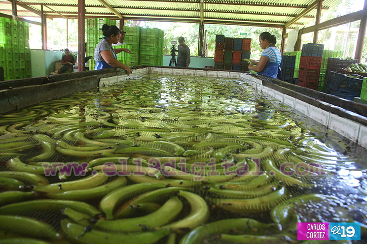 Productores Plátano