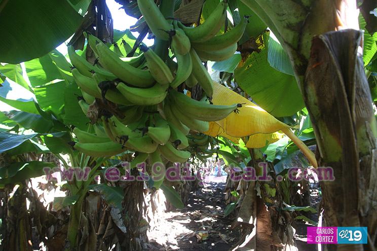 Productores Plátano