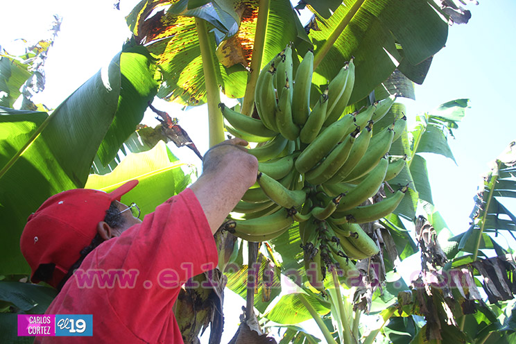Productores Plátano