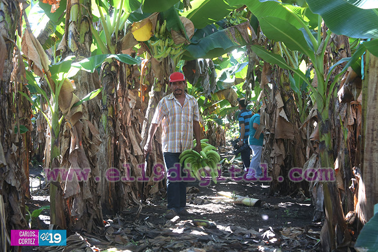 Productores Plátano