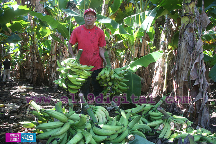 Productores Plátano