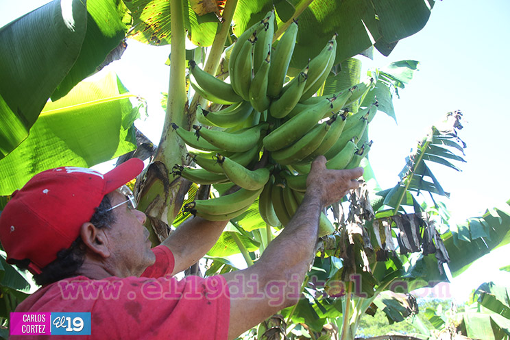 Productores Plátano