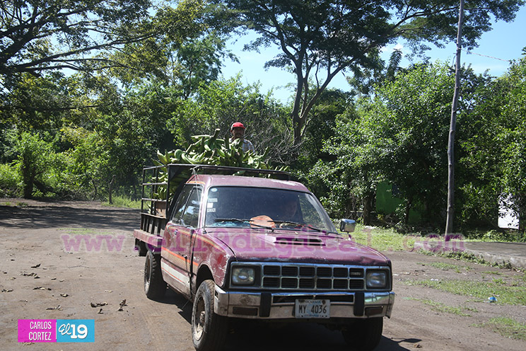 Productores Plátano