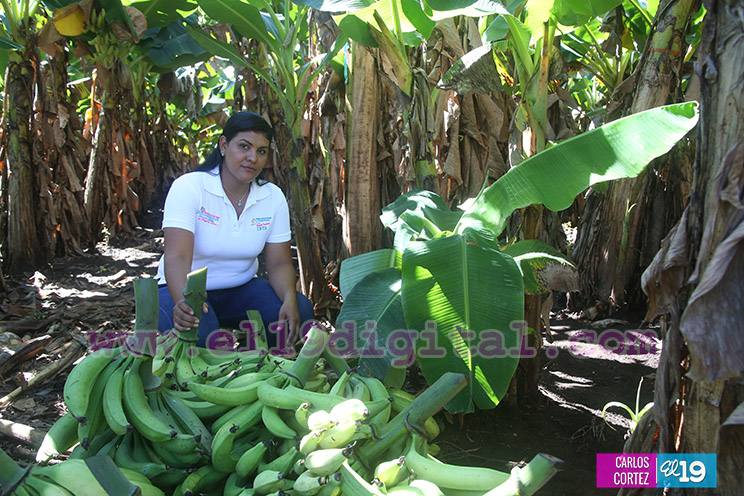 Productores Plátano