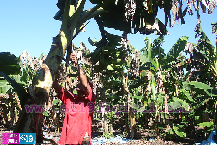 Productores Plátano