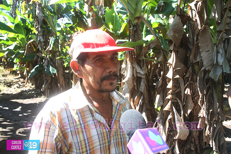 Productores Plátano