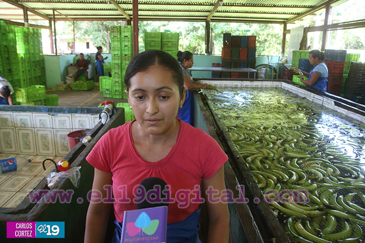 Productores Plátano