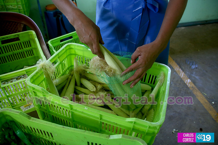 Productores Plátano