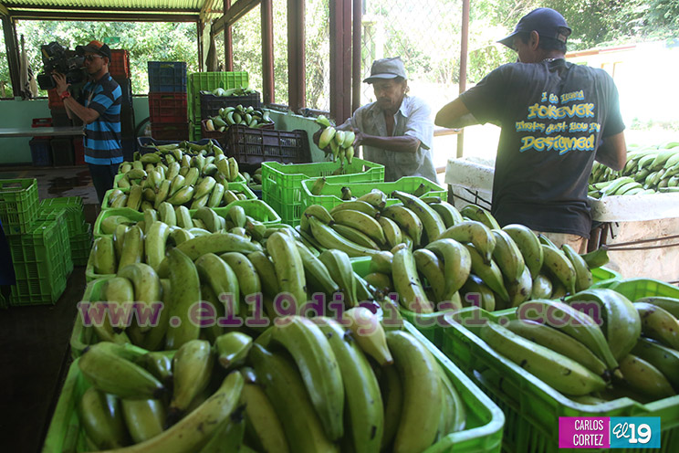 Productores Plátano