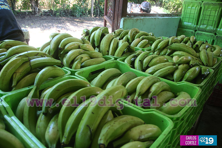 Productores Plátano