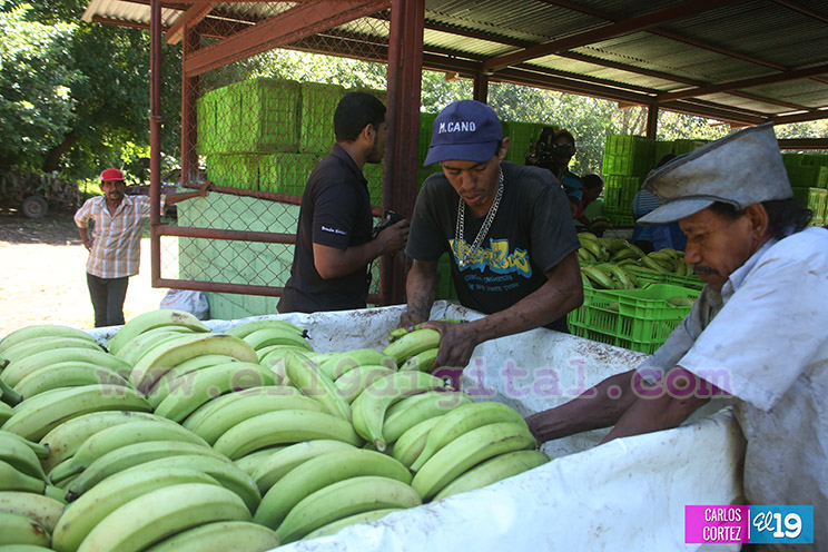 Productores Plátano
