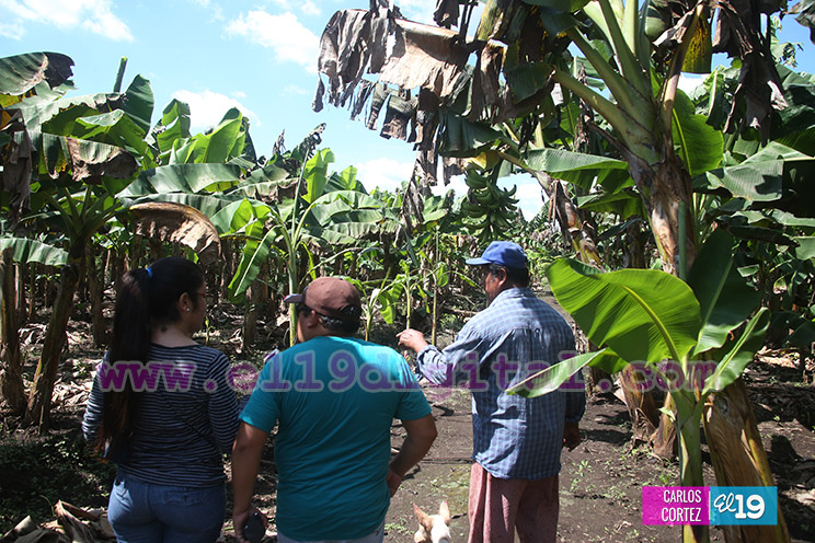 Productores Plátano