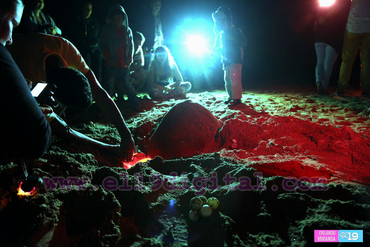 Desove de tortugas en Nicaragua