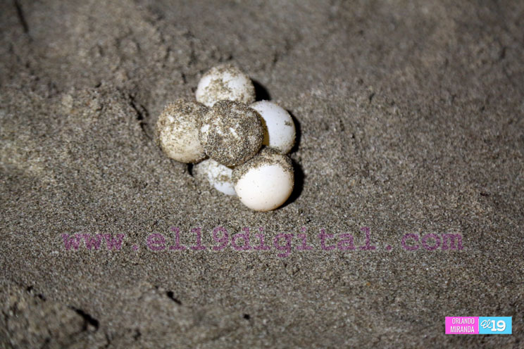 Desove de tortugas en Nicaragua