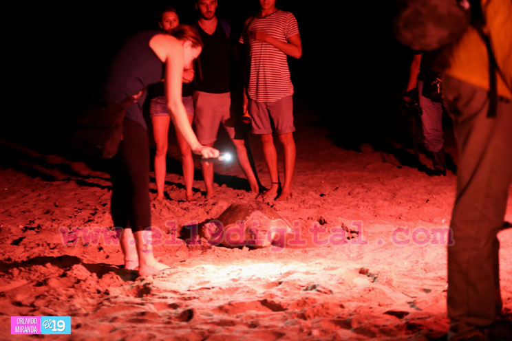 Desove de tortugas en Nicaragua