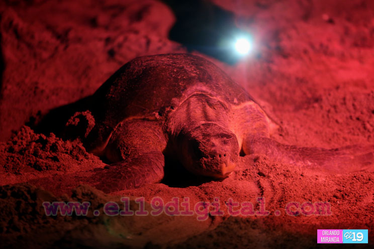 Desove de tortugas en Nicaragua
