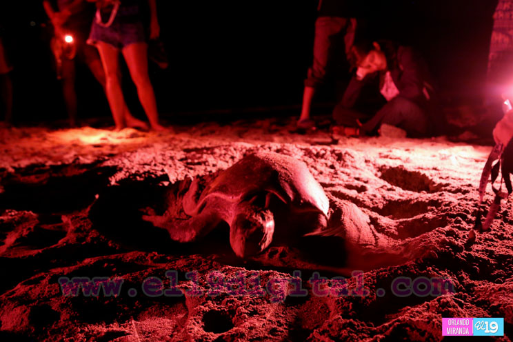 Desove de tortugas en Nicaragua