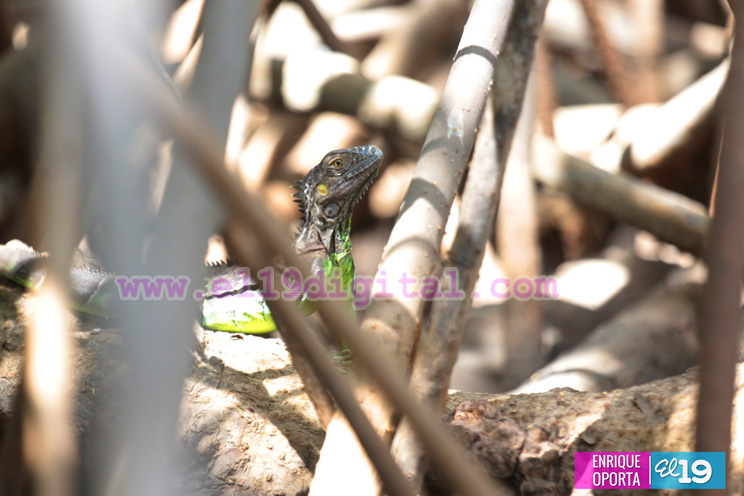isla_juan_venado