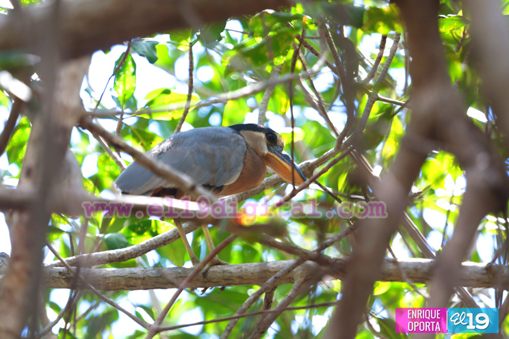 isla_juan_venado