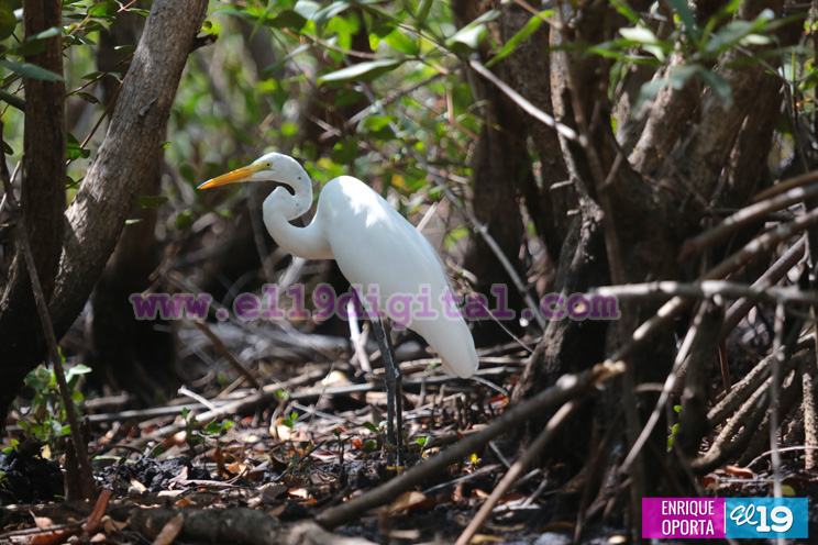 isla_juan_venado