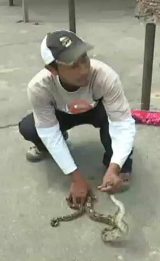 serpiente_mayorga