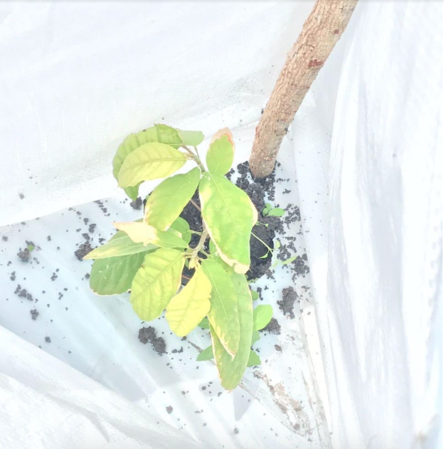 Cacao