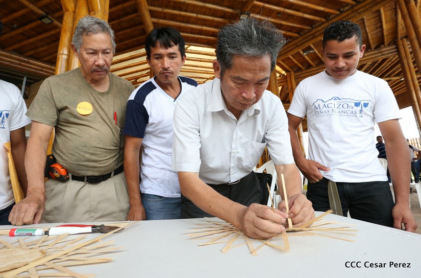 bambu