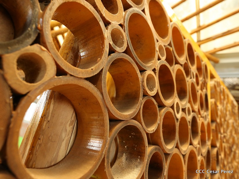 bambu