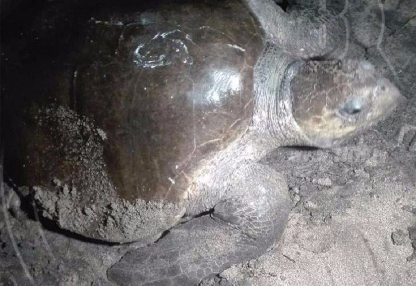 tortugas